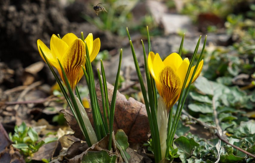 Крокус золотистий Крокус золотистий