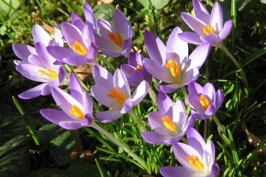 Крокус Томазини Крокус Томазини