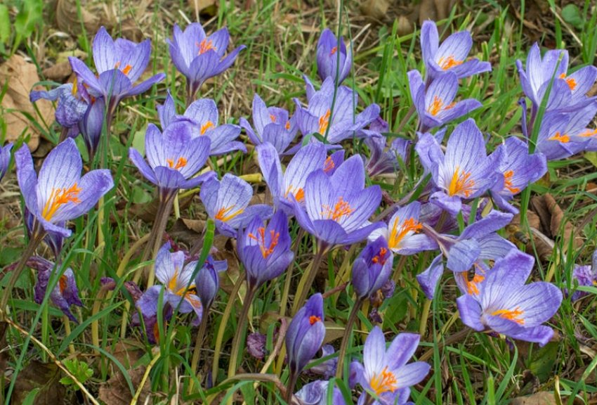 Крокус прекрасний Крокус прекрасний