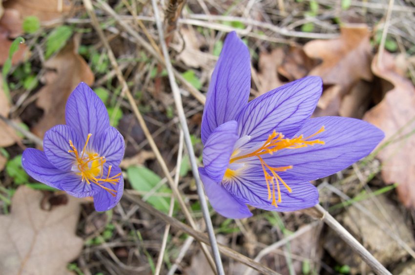 Крокус гарненький Крокус гарненький