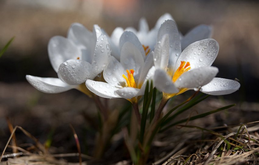 Крокус Альбіон Крокус Альбіон