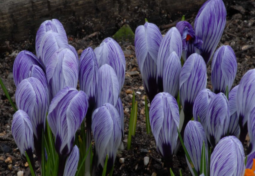 Крокус Снайпер Банер Крокус Снайпер Банер