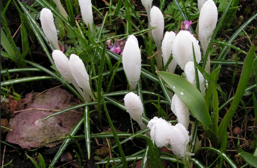 Крокус Кетлін Парлоу Крокус Кетлін Парлоу