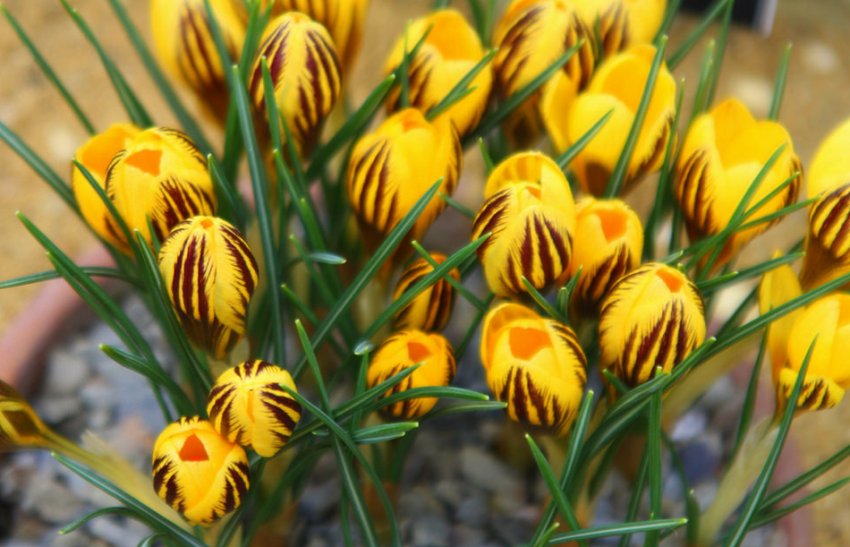 Крокус Джипсі Герл Крокус Джипсі Герл