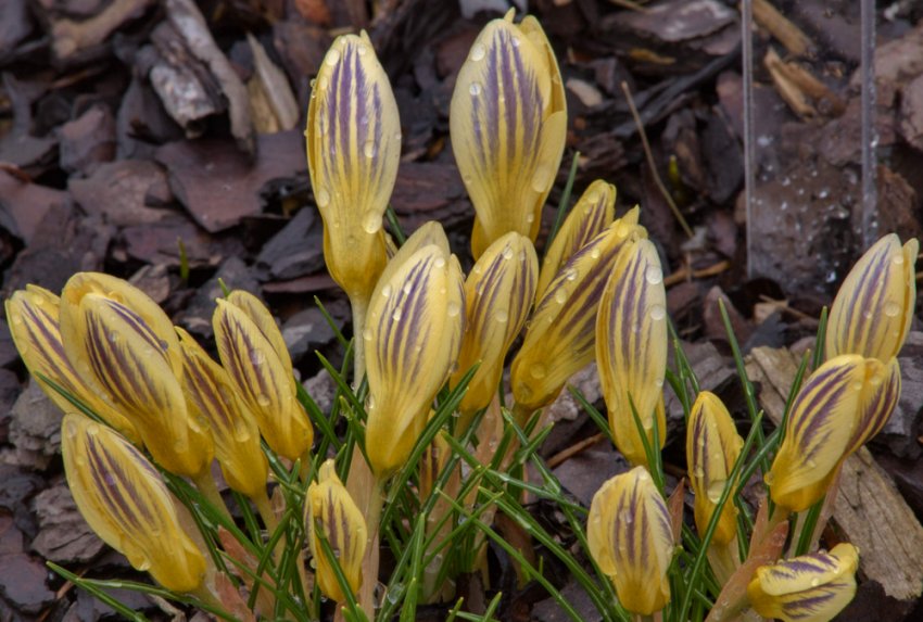 Крокус Марієтта Крокус Марієтта