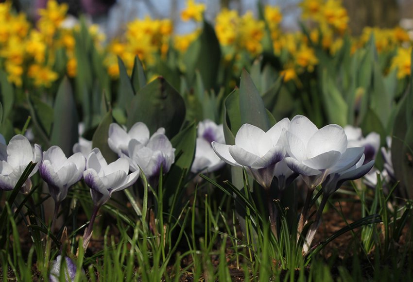 Крокус Леді Кілер Крокус Леді Кілер