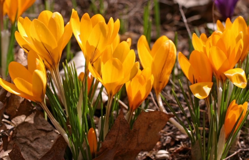 Крокус Сатурнус Крокус Сатурнус