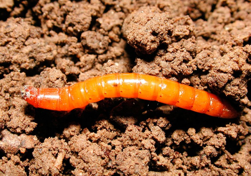 Дротянка Дротянка