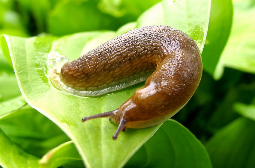 Slug Slug