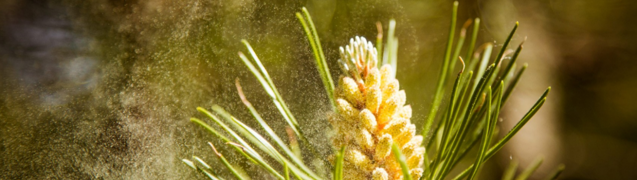 Корисні властивості пилку соснової