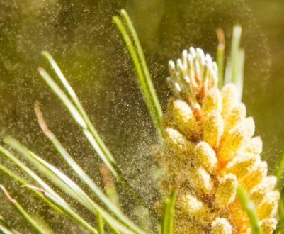 Корисні властивості пилку соснової