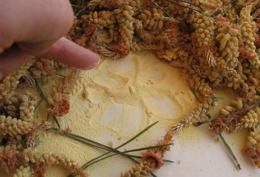 Збір соснової пилку Збір соснової пилку