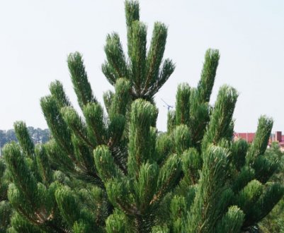 Сосна чорна: популярні сорти та їх особливості