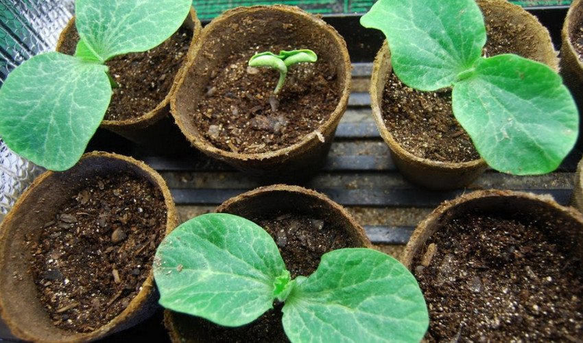 Розсада гарбуза Розсада гарбуза