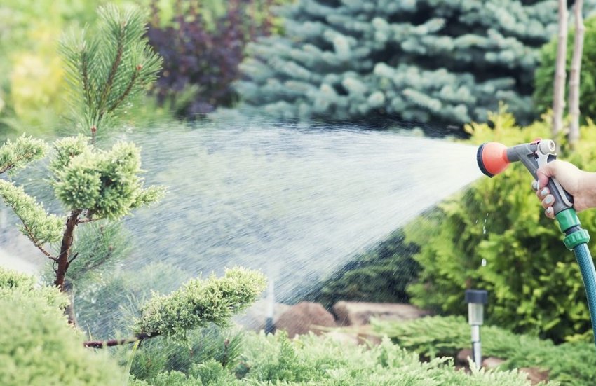 Полив сосни