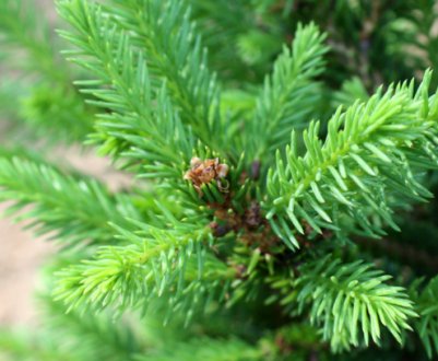 Опис ялини звичайної