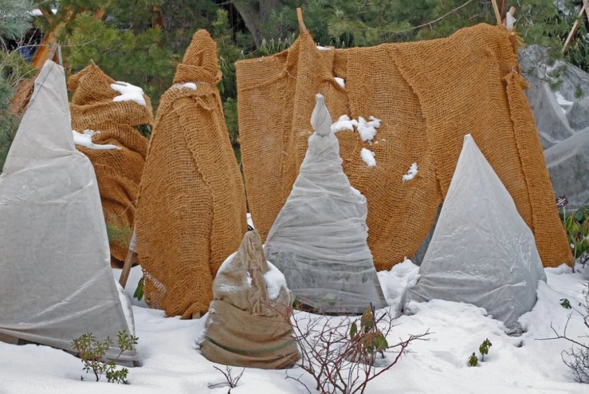 Укриття для хвойних Укриття для хвойних