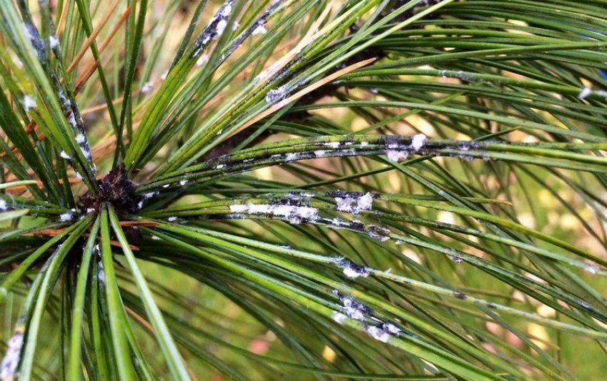 і гермес і гермес