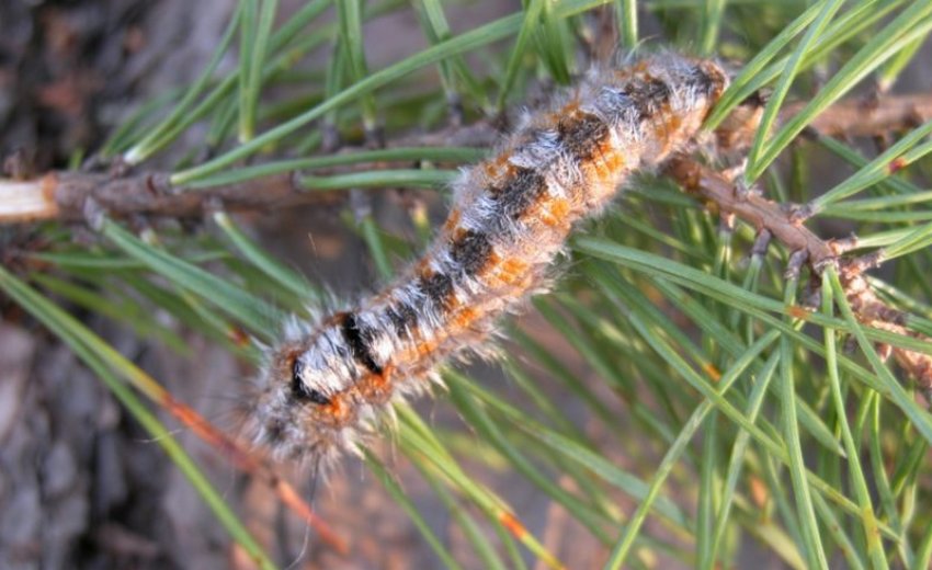 сосновий Шовкопряд сосновий Шовкопряд