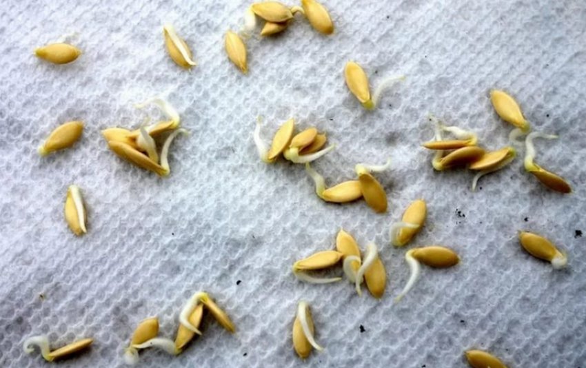 Підготовка насіння до посіву огірків Підготовка насіння до посіву огірків