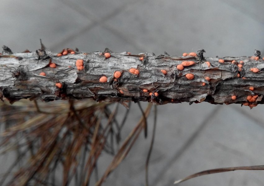 Некроз кори Некроз кори