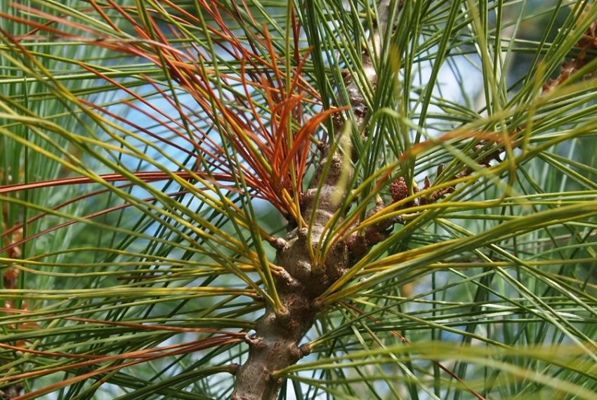 Побеговый рак сосни Побеговый рак сосни