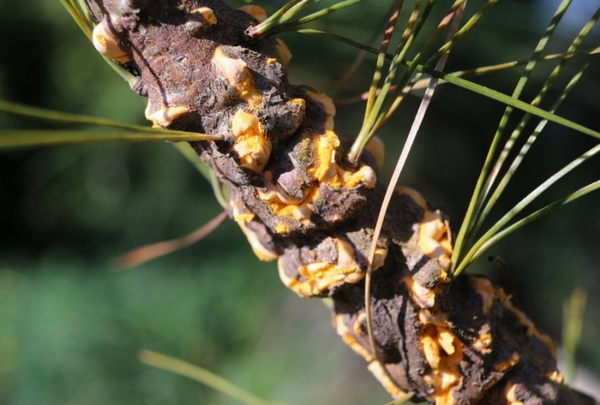 Іржа сосни Іржа сосни