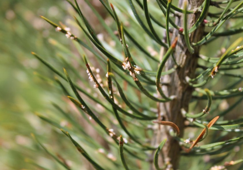 Бура снігова пліснява сосни Бура снігова пліснява сосни