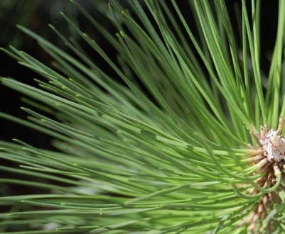 Соснова хвоя: способи застосування, коли збирати і як зберігати