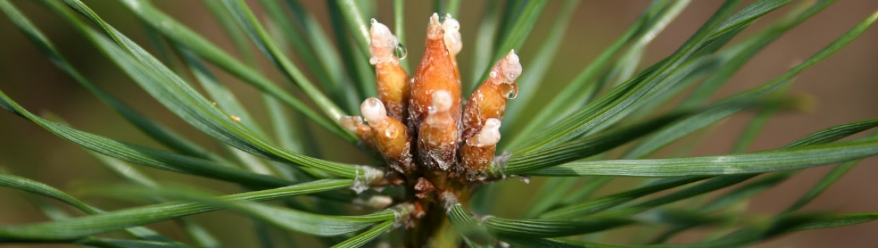 Народні рецепти лікування сосновими бруньками