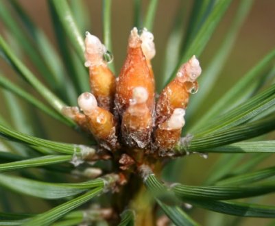 Народні рецепти лікування сосновими бруньками