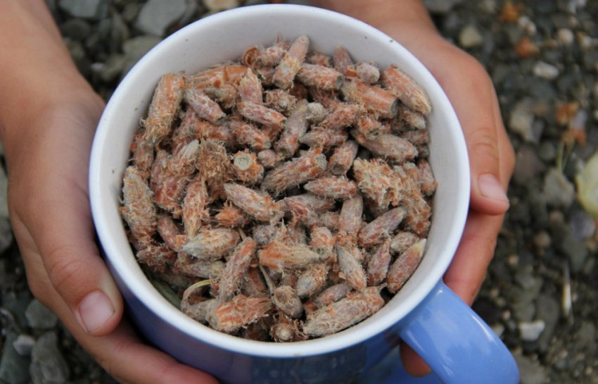 Соснові бруньки Соснові бруньки