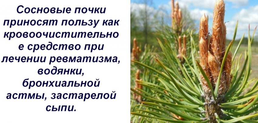 Соснові бруньки Соснові бруньки