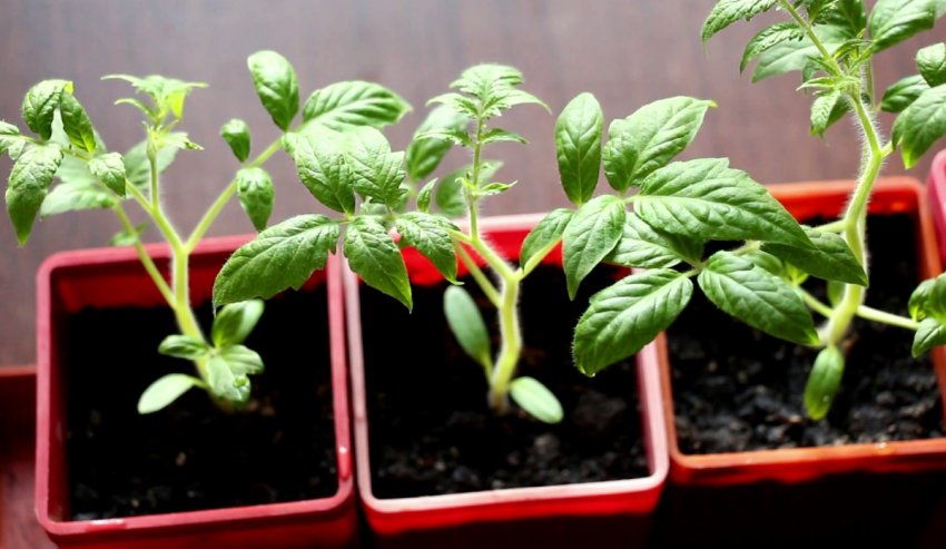 Вирощування розсади