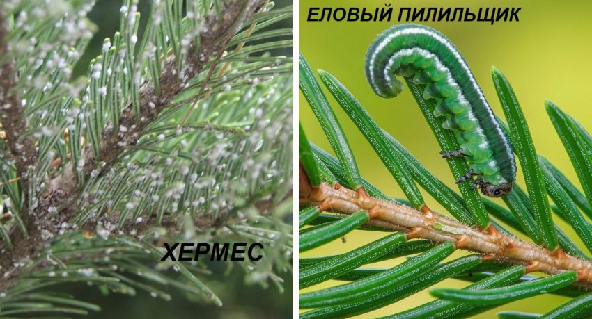 Шкідники ялинки