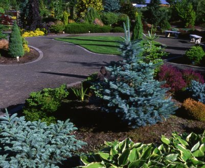 Сусідство ялин з іншими рослинами