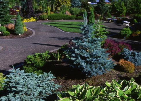 Соседство елей с другими растениями