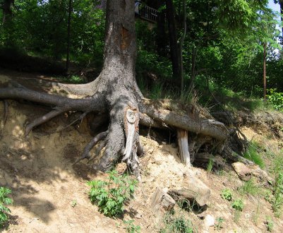 Особливості будови кореневої системи сосни звичайної