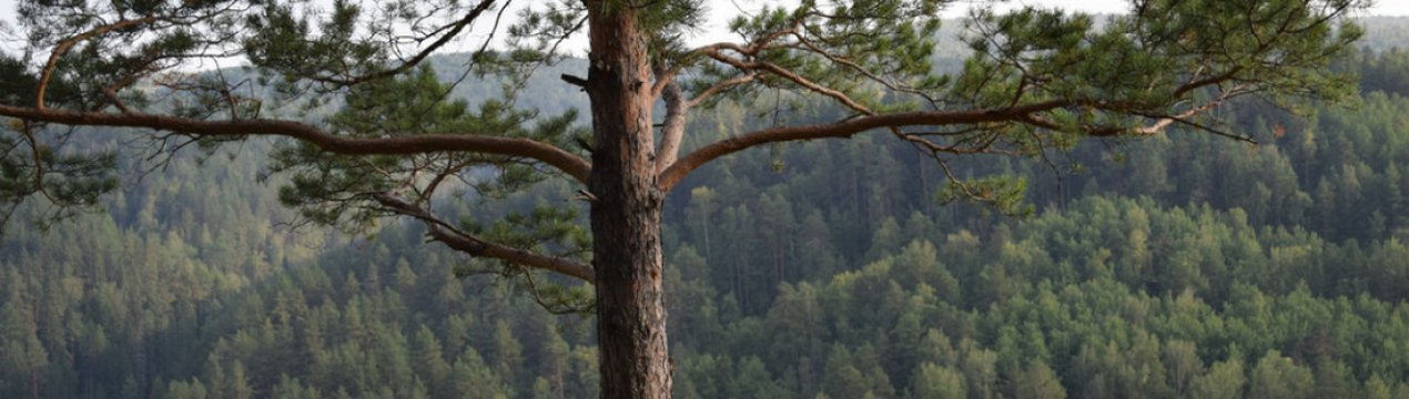 Тривалість життя сосни