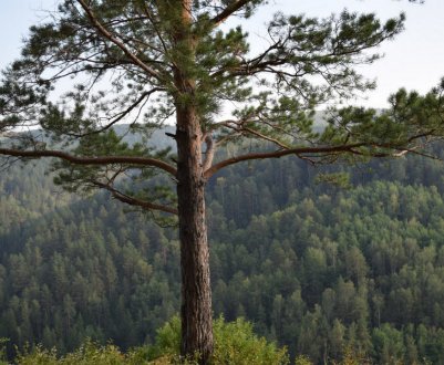 Тривалість життя сосни