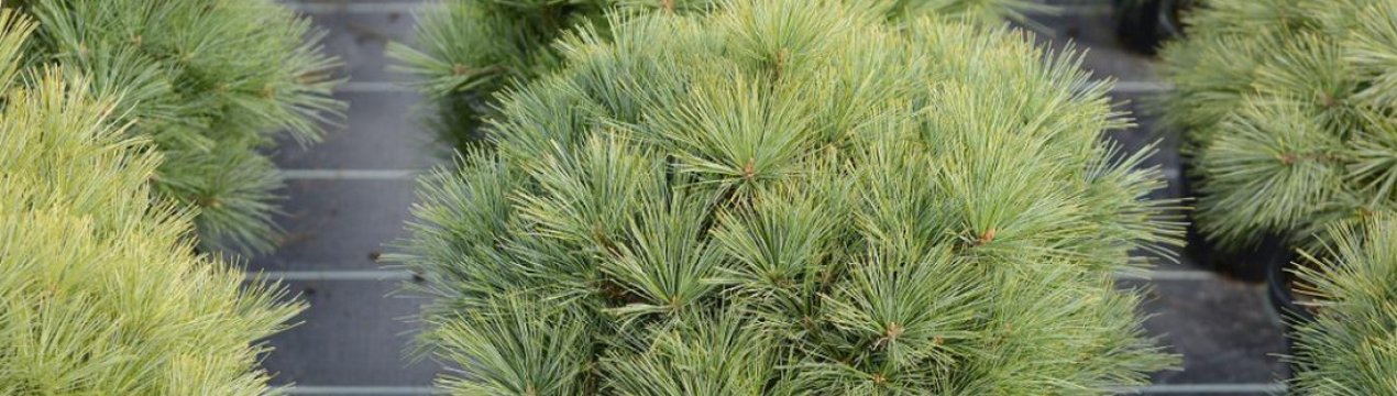 Сосна веймутова Мінімум: опис