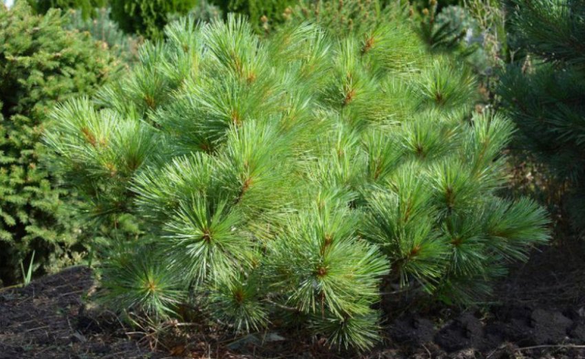 Сосна веймутова Мінімум