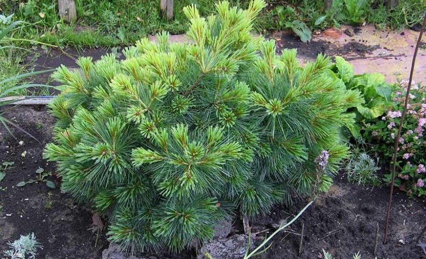 Сосна веймутова Мініма