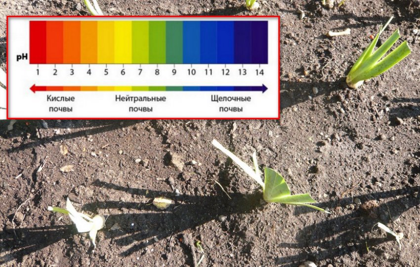 Грунт для ірисів