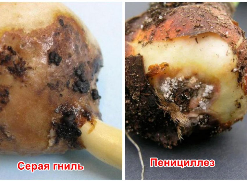 Хвороби тюльпана Хвороби тюльпана