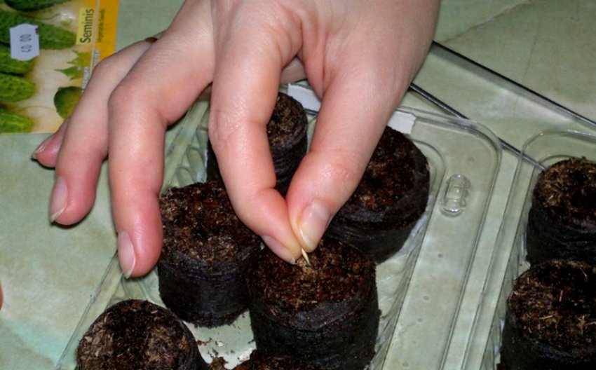 Посів сеян в торф'яні таблетки Посів сеян в торф'яні таблетки