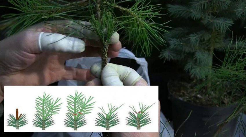 Щеплення сосни