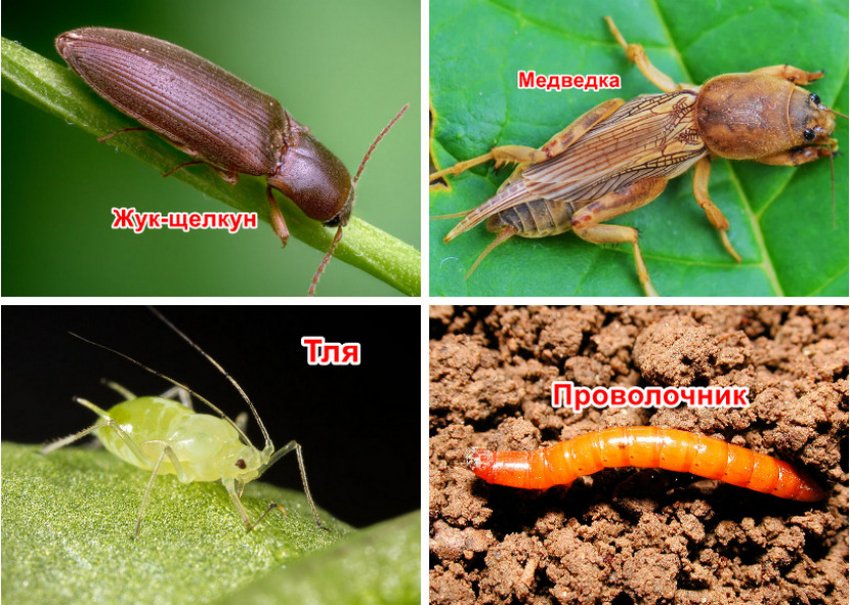 Шкідники тюльпана Шкідники тюльпана