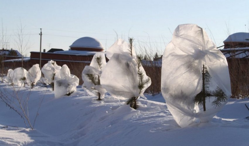 Укриття молодих сосен на зиму
