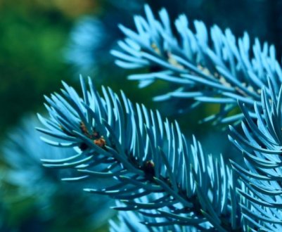 Вирощування блакитний їли